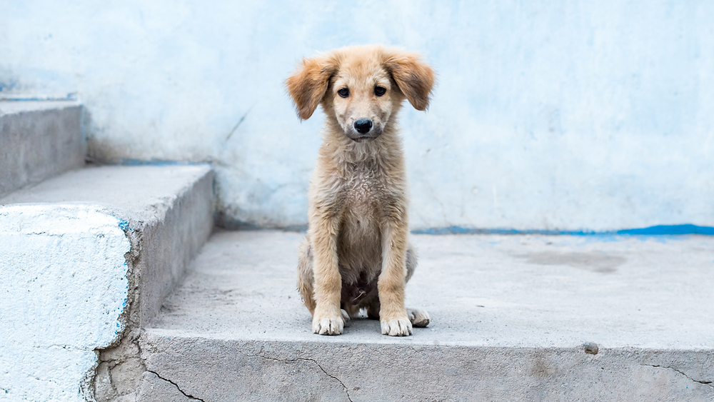 How to Take Care of Stray Dogs?