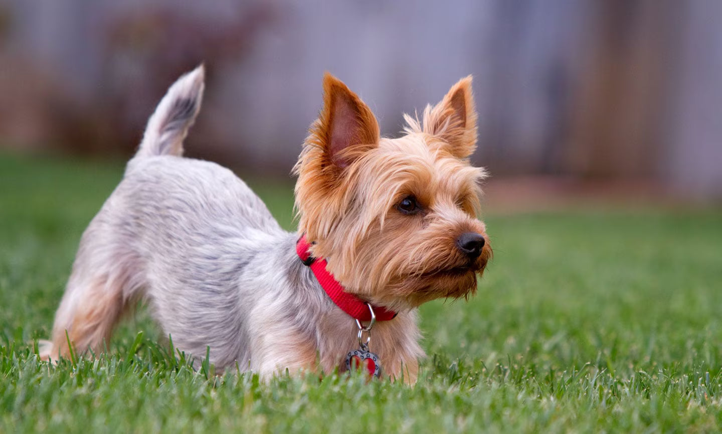 How to Care for a Yorkshire Terrier Puppy ?