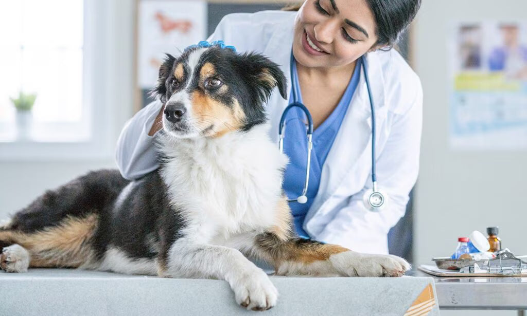 How often should a dog get a distemper shot ?