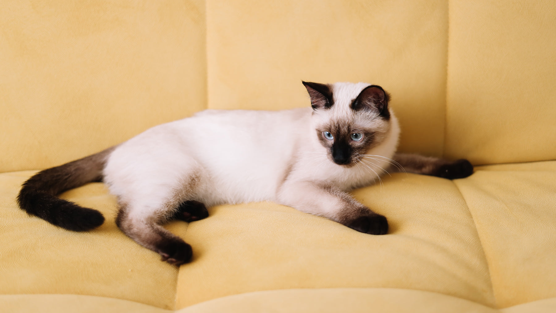 How Many Types of Siamese Cats Are There ?