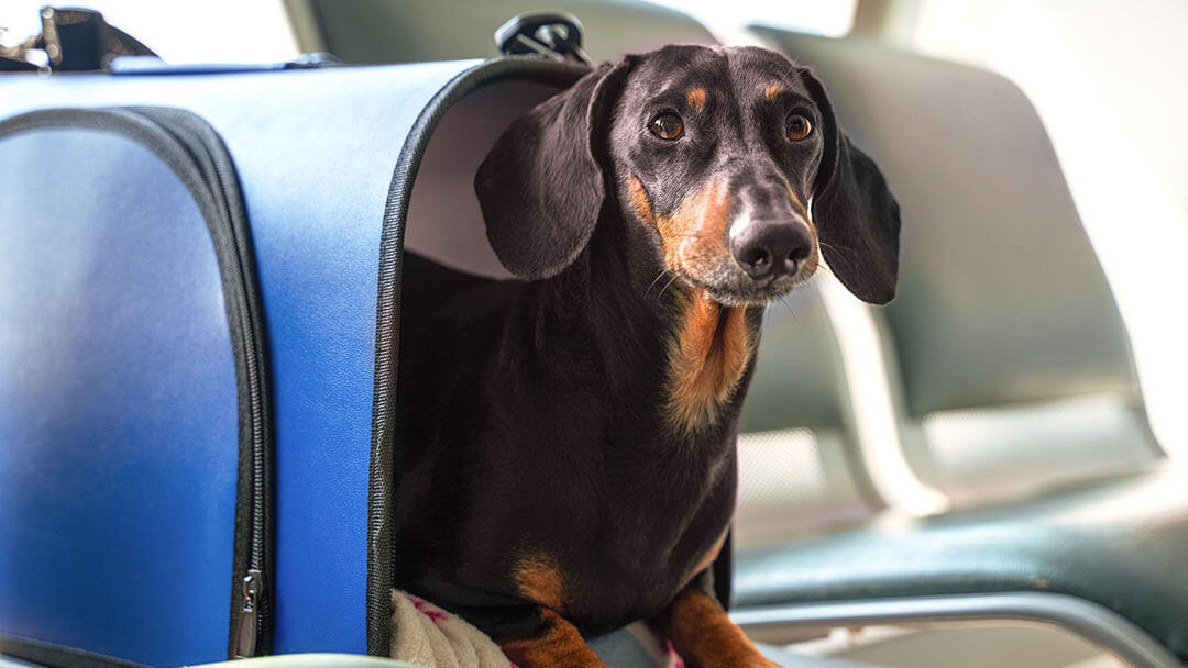 How Transporting Your Dog to Another State ?