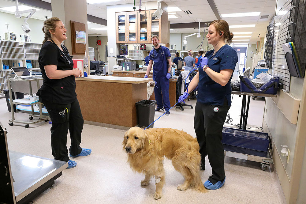 How to become a certified veterinary technician, A short and quick Guidance ?