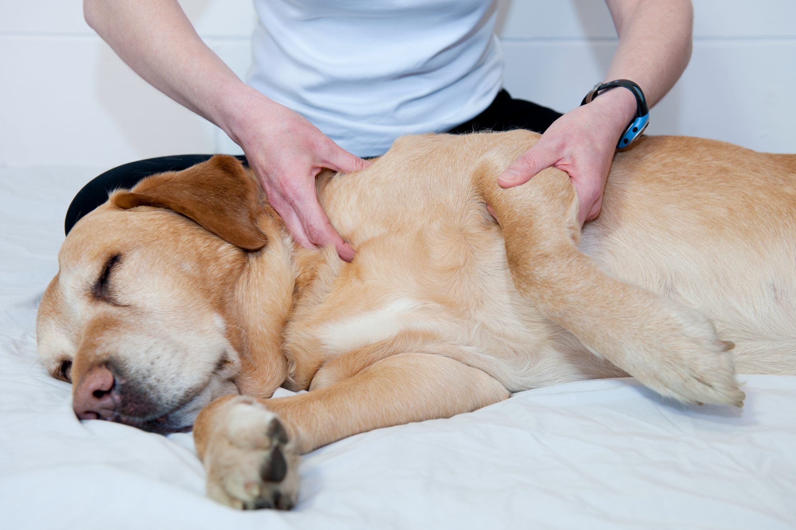 How to become a certified canine message therapist?