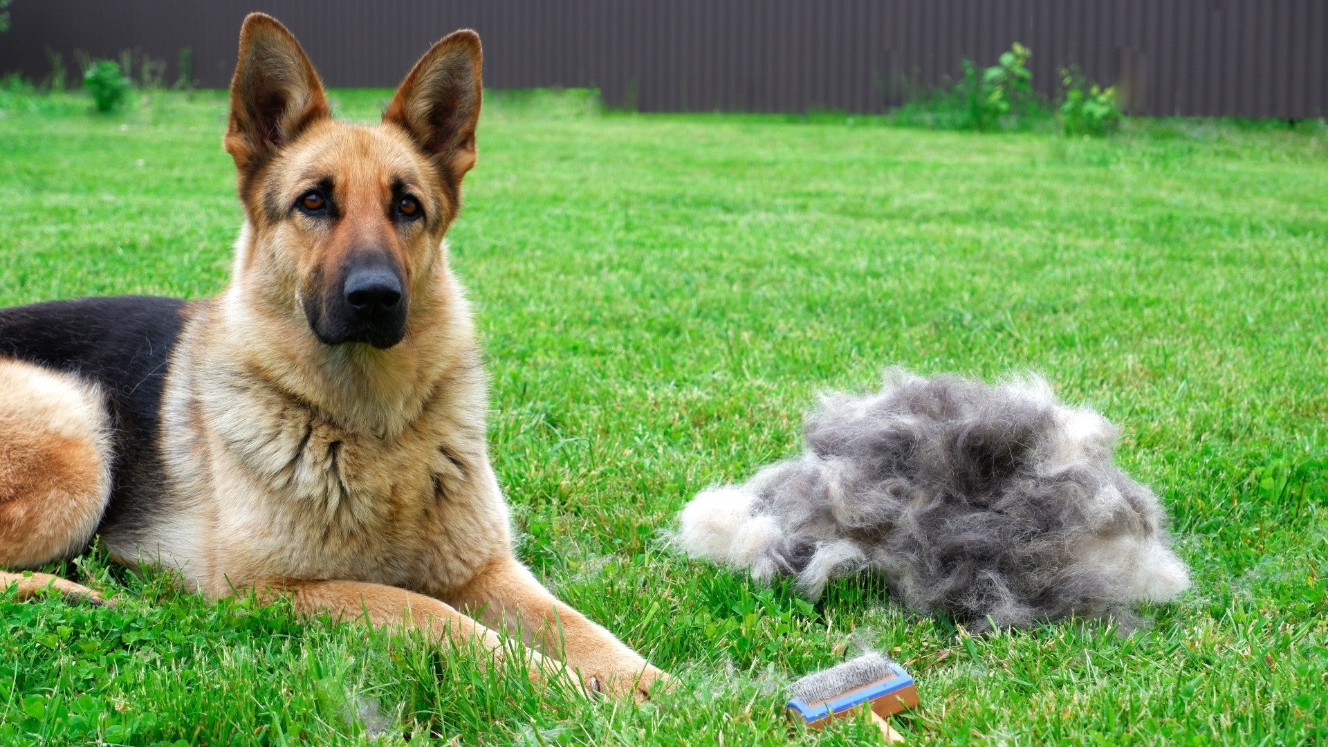 How to keep your German Shepherd from shedding ?