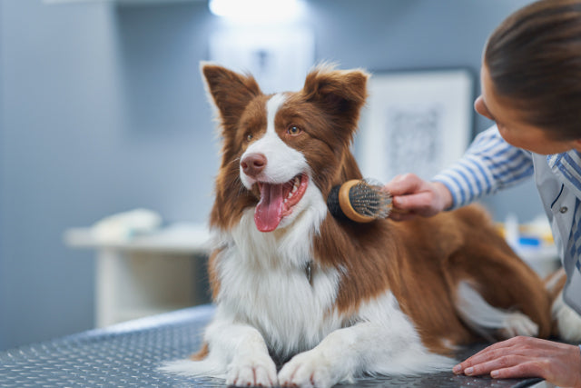 How to Groom a Long-Haired Dog ?