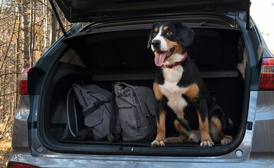 How do I Ship a Dog to Another State ?