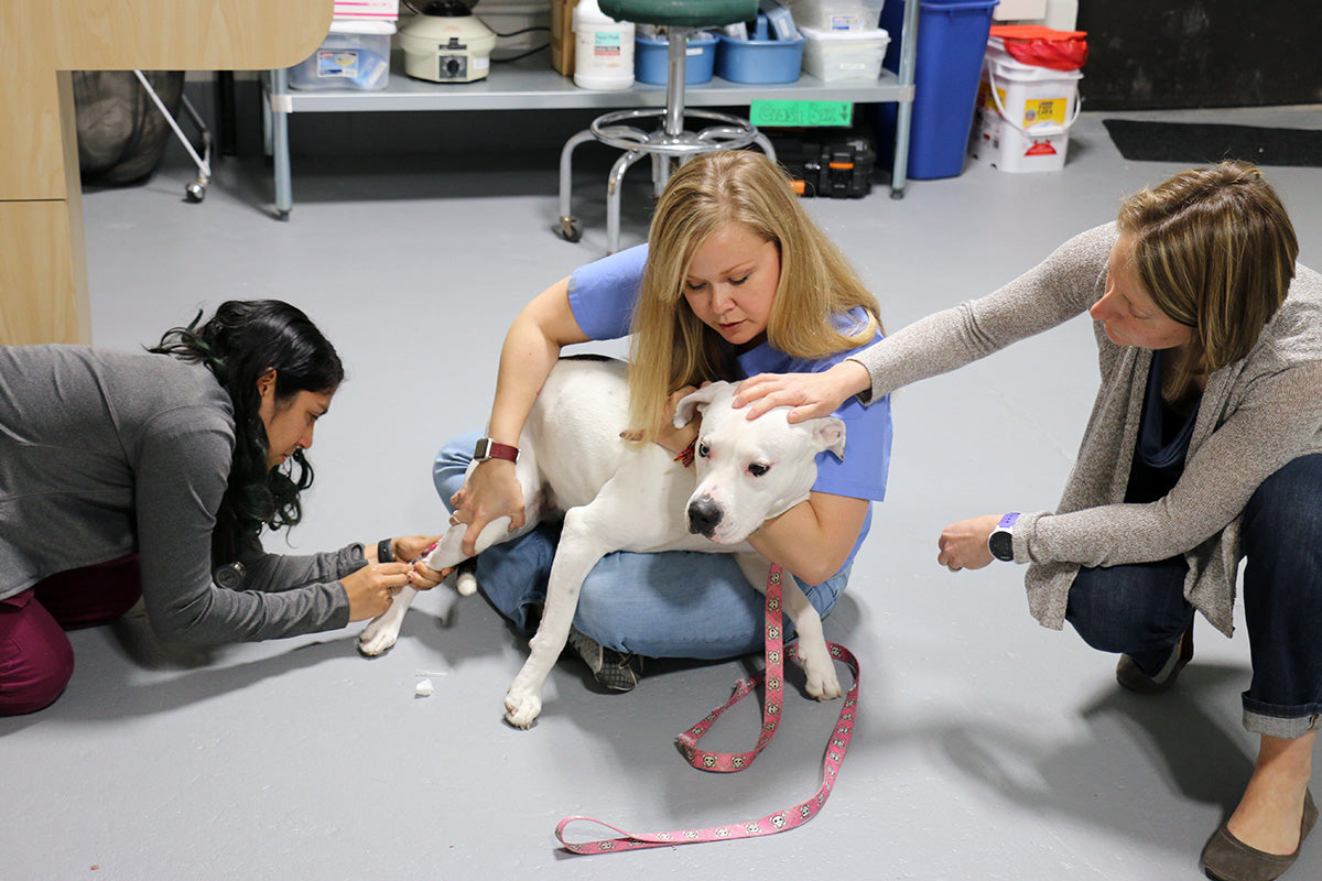 How to become a certified veterinary technician?