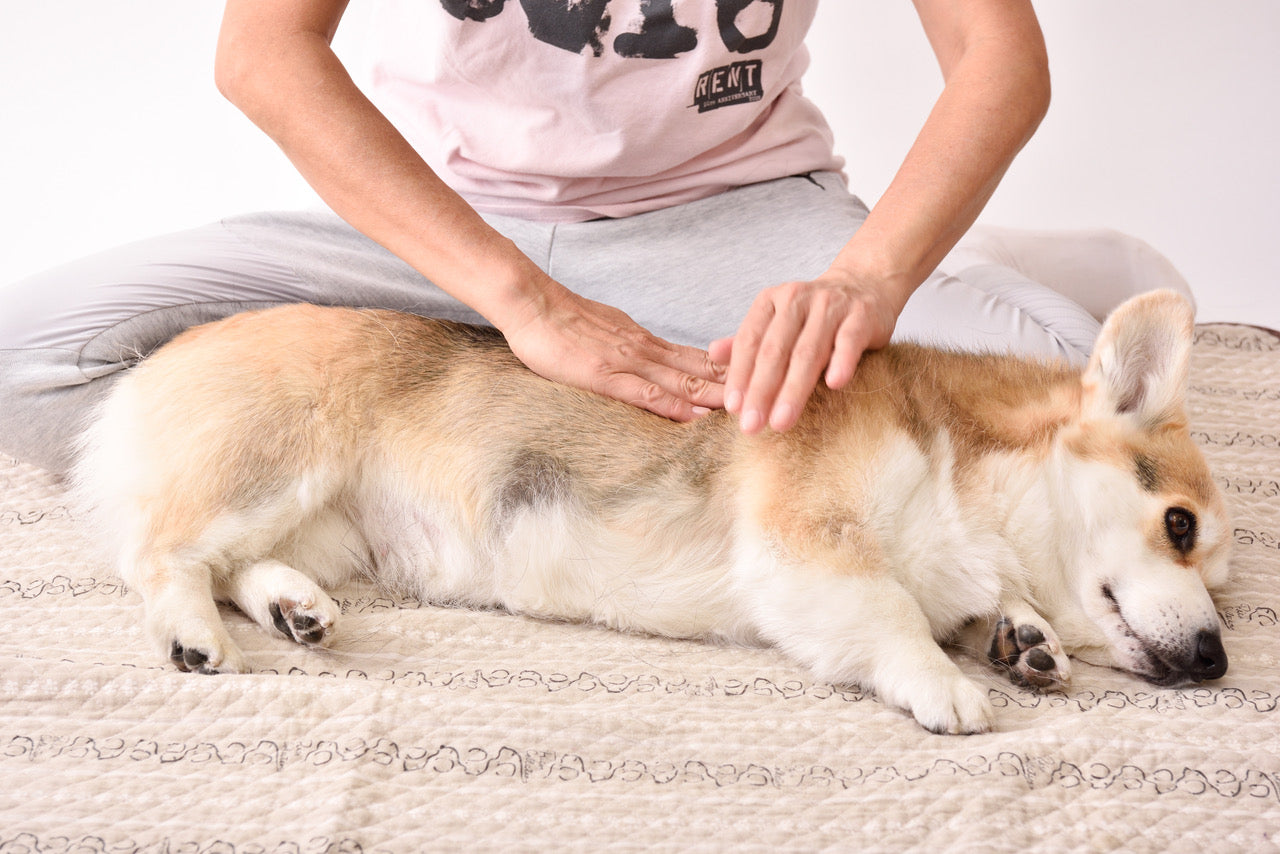 How to become a certified canine message therapist ?