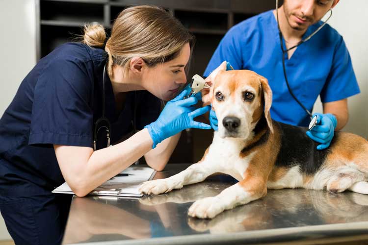How to become a registered veterinary technician?