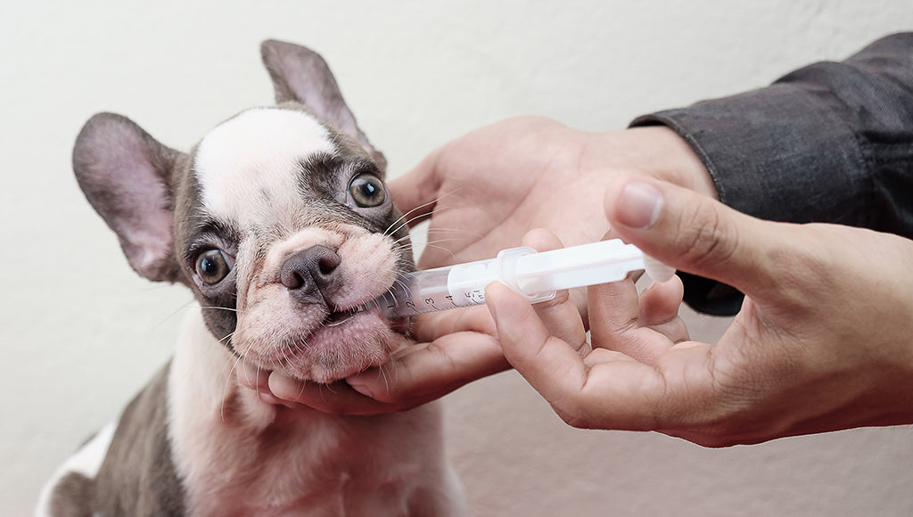 How to Give Medicine to Pets ?