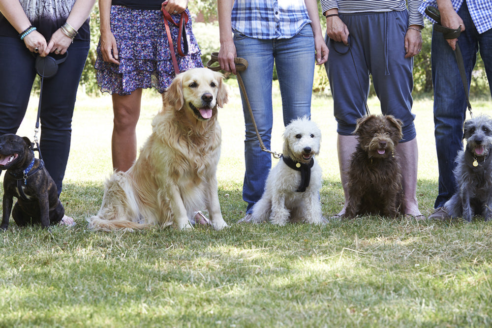How much does dog training usually cost ?