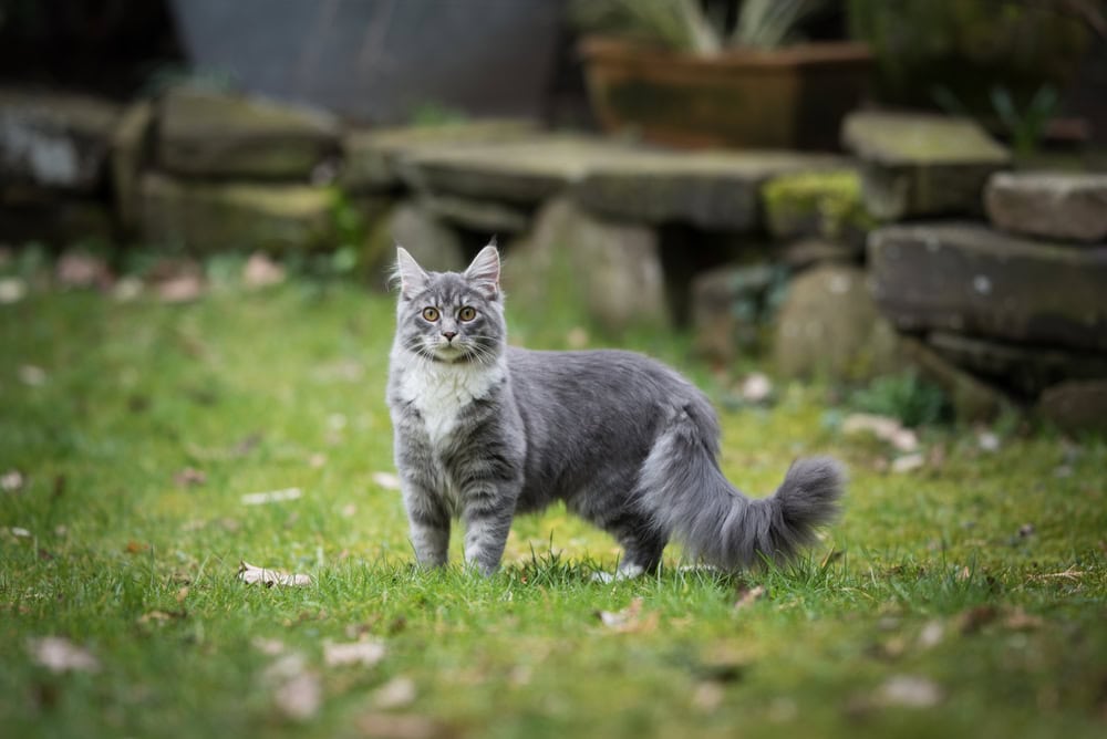 How much does a Maine coon kitten cost ?