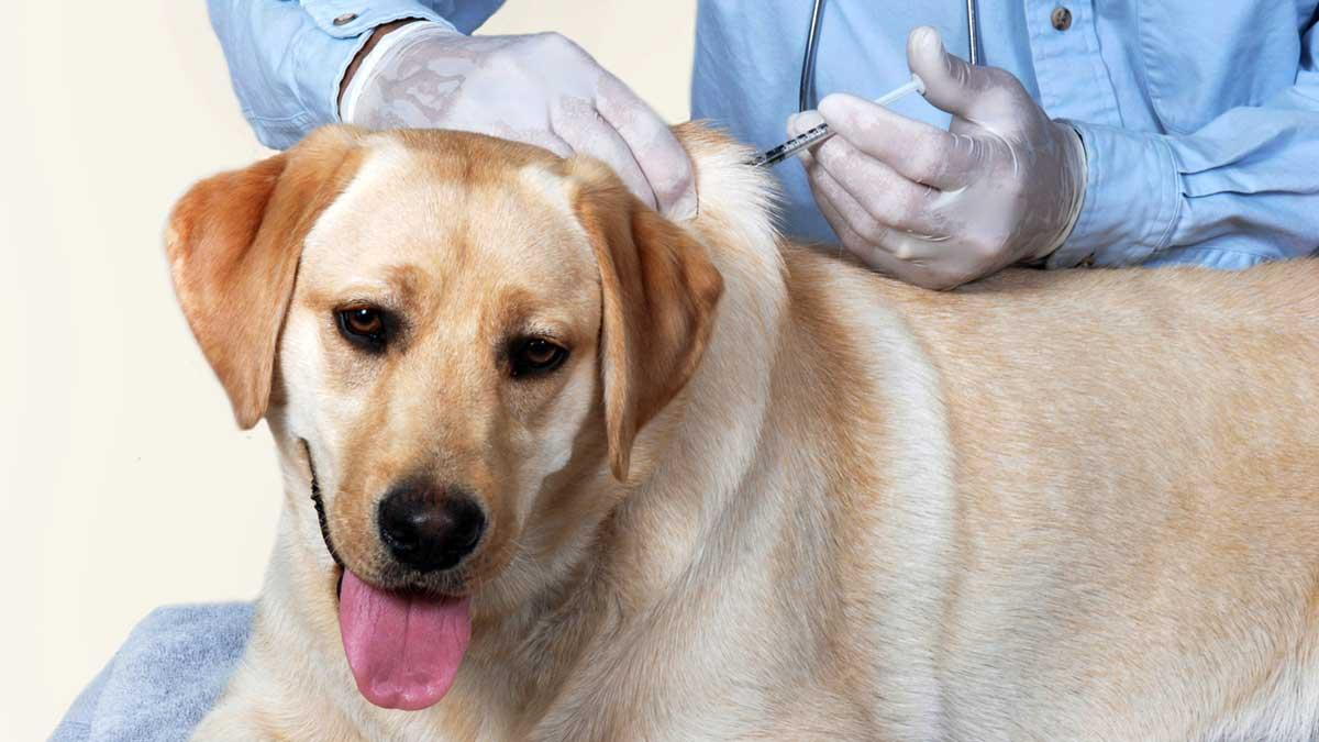 How often should a dog get a distemper shot?