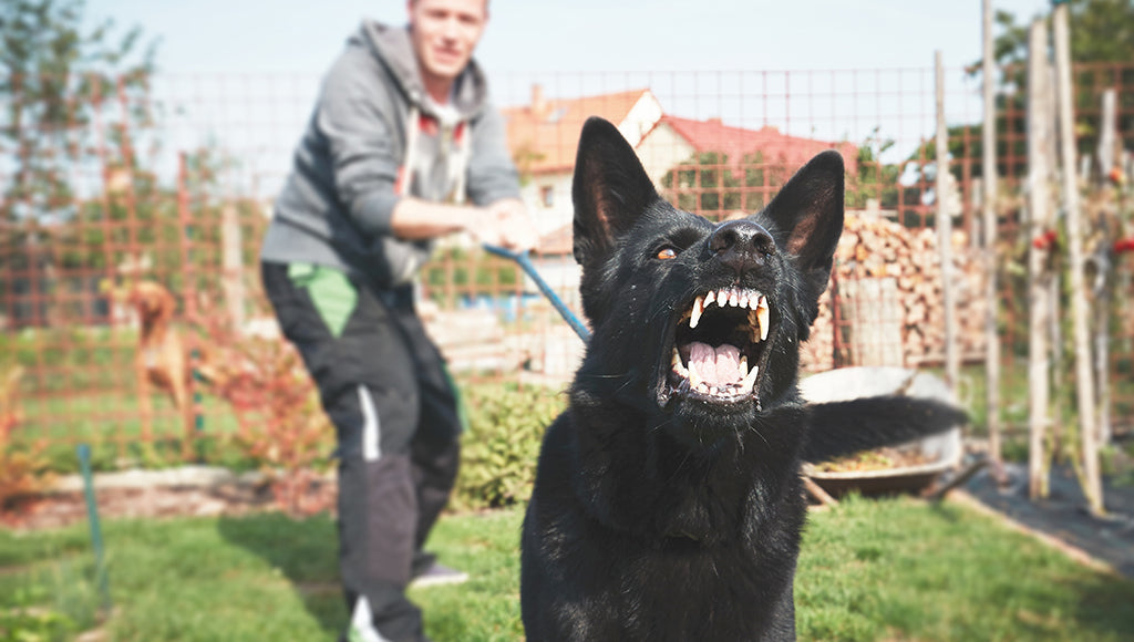 How to Correct Aggressive Dog Behaviour ?