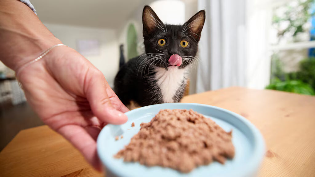 How to Feed a Kitten?