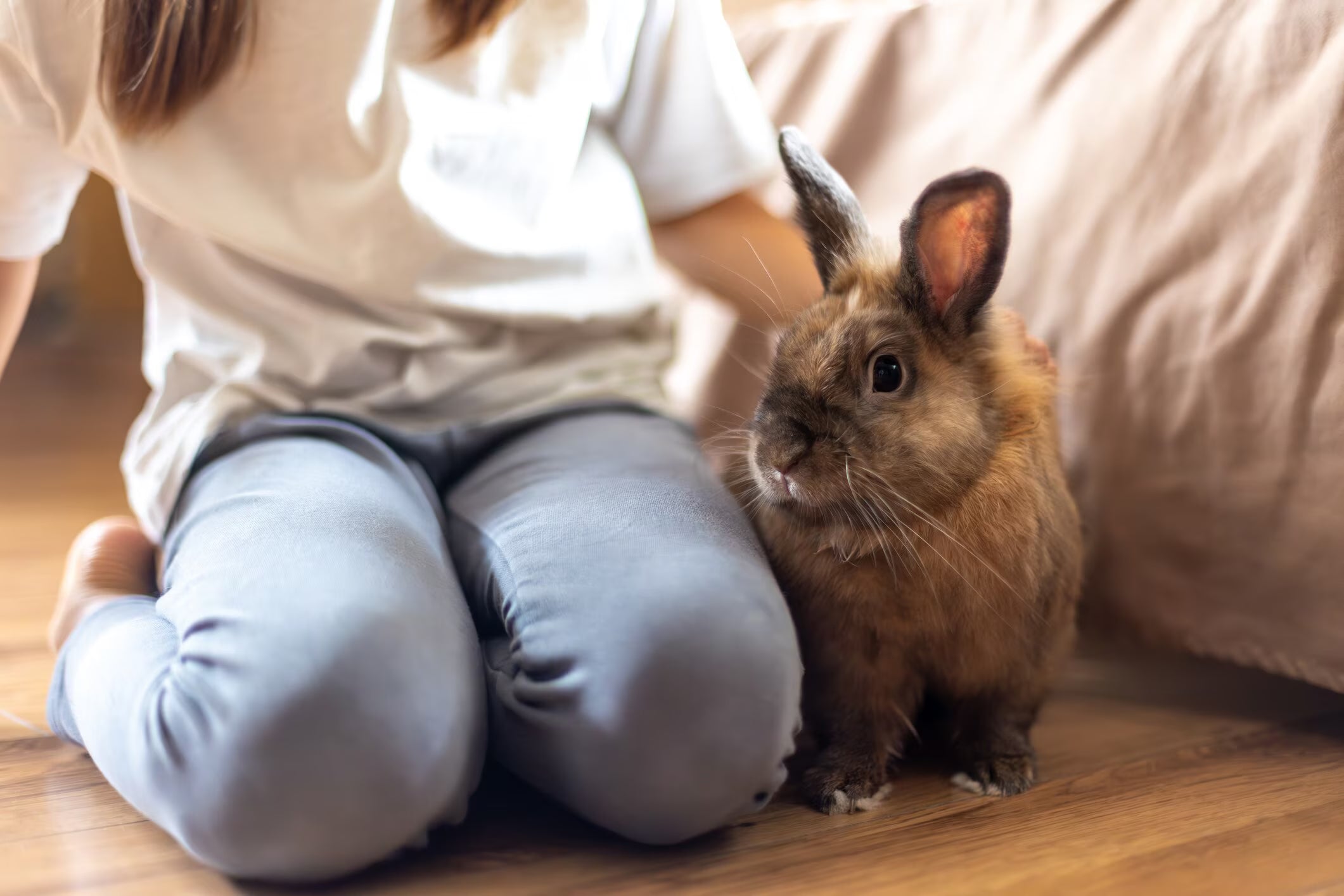 How to Take Care of a Rabbit as a Pet ?