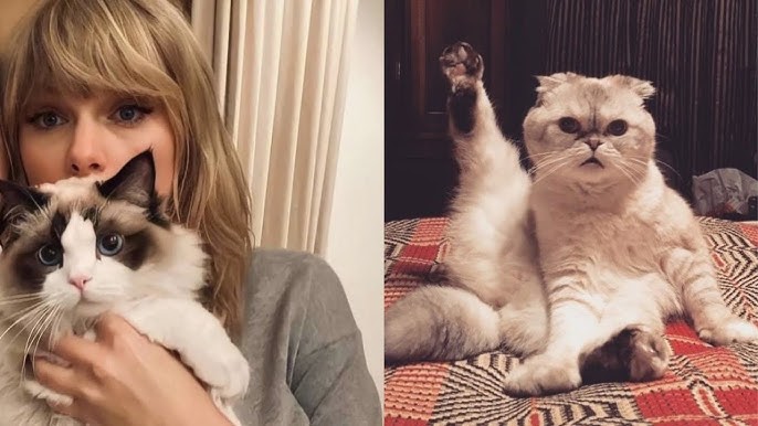 How much did taylor swift pay for her cats?