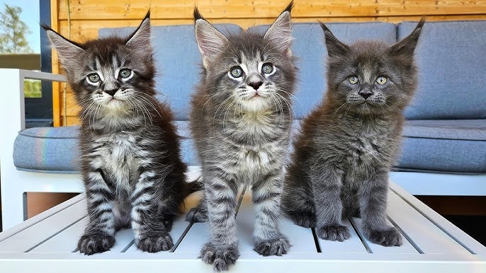 How much does a Maine coon kitten cost?