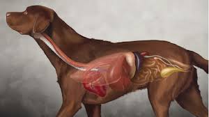 How do dogs get intestinal parasites?