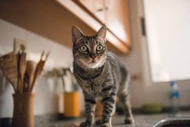 How do you keep cats off the counters?