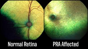 How to prevent progressive retinal atrophy in dogs?