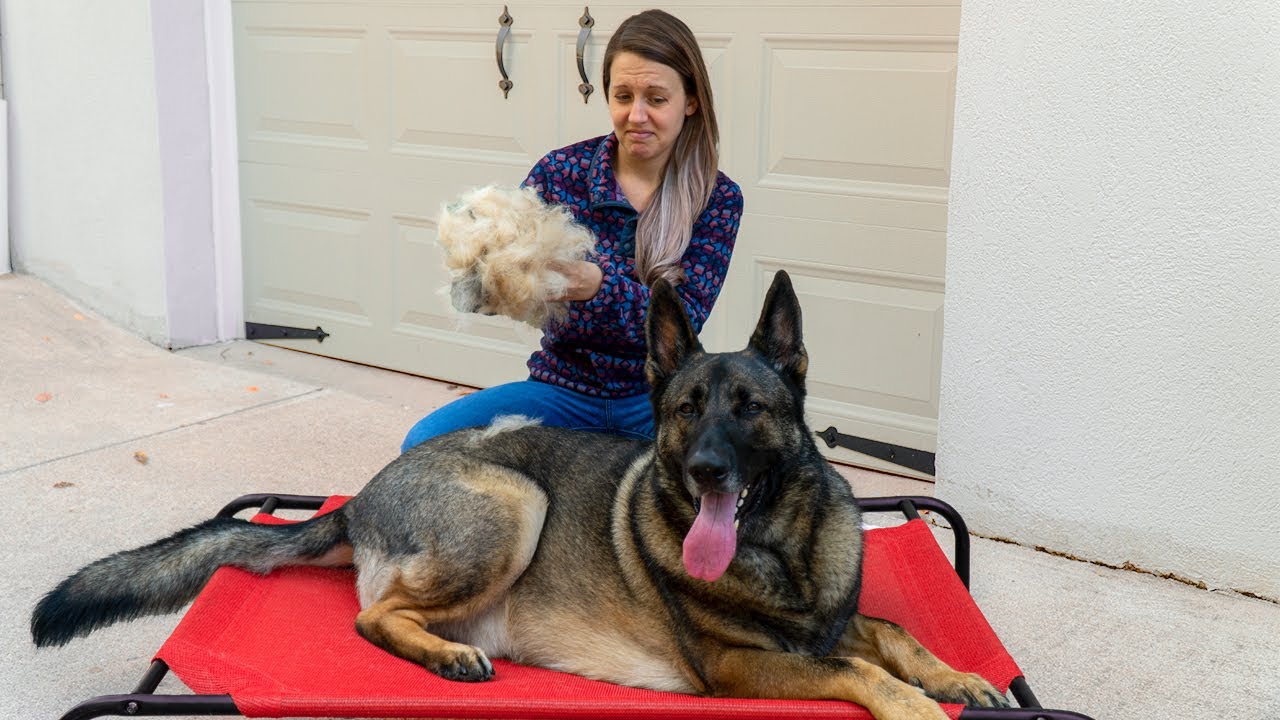 How to keep your German Shepherd from shedding?