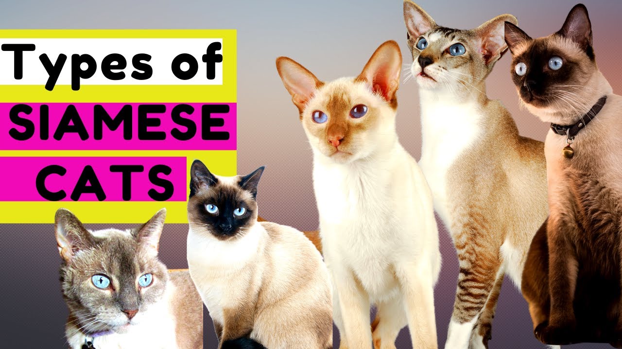 How many types of siamese cats are there?