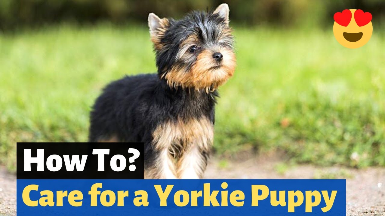 How to care for a Yorkshire terrier puppy?