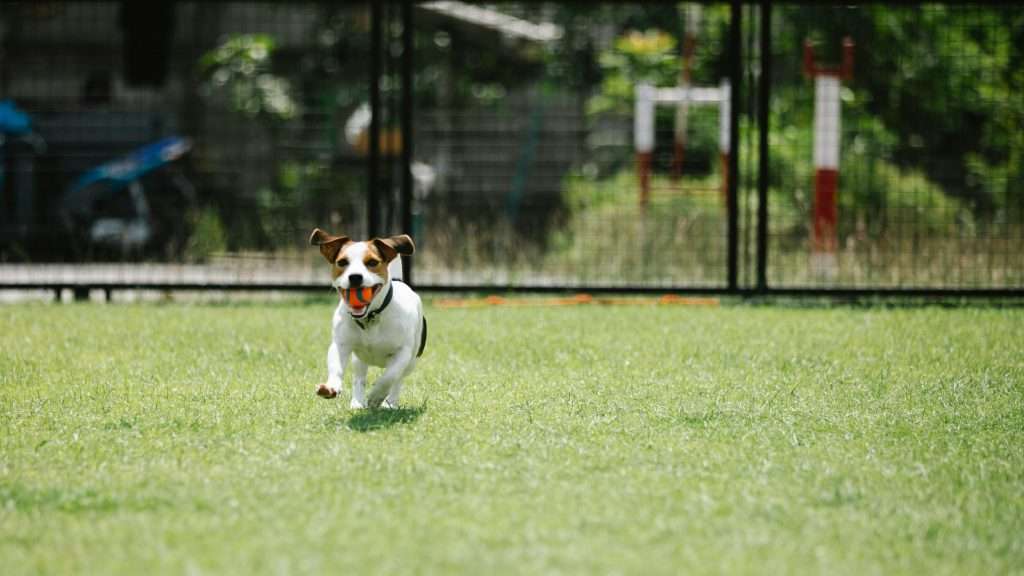 How long does a Dog lives in a Human year ?