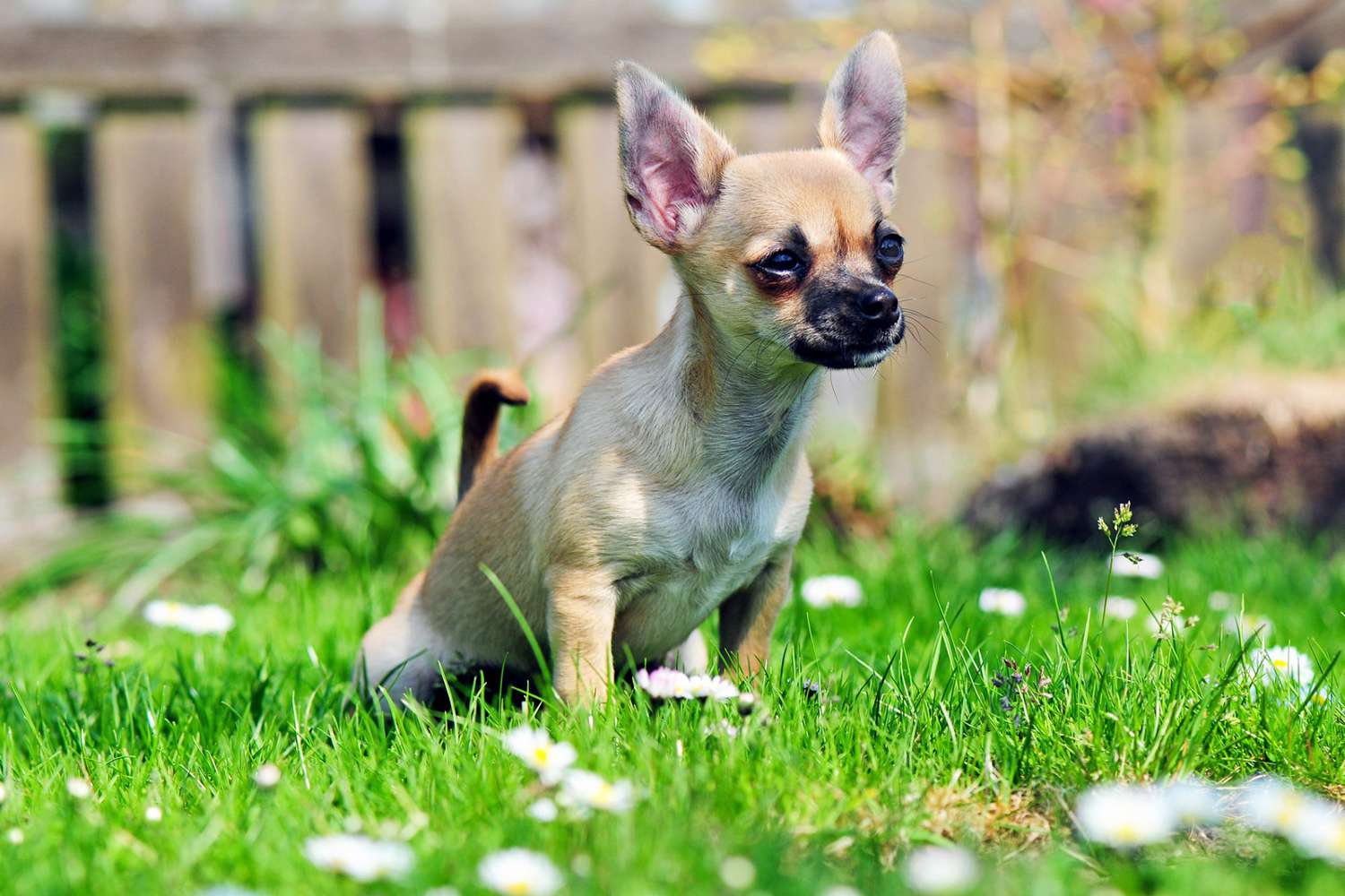 How to Train a Dog to Potty/Pee Outside ?