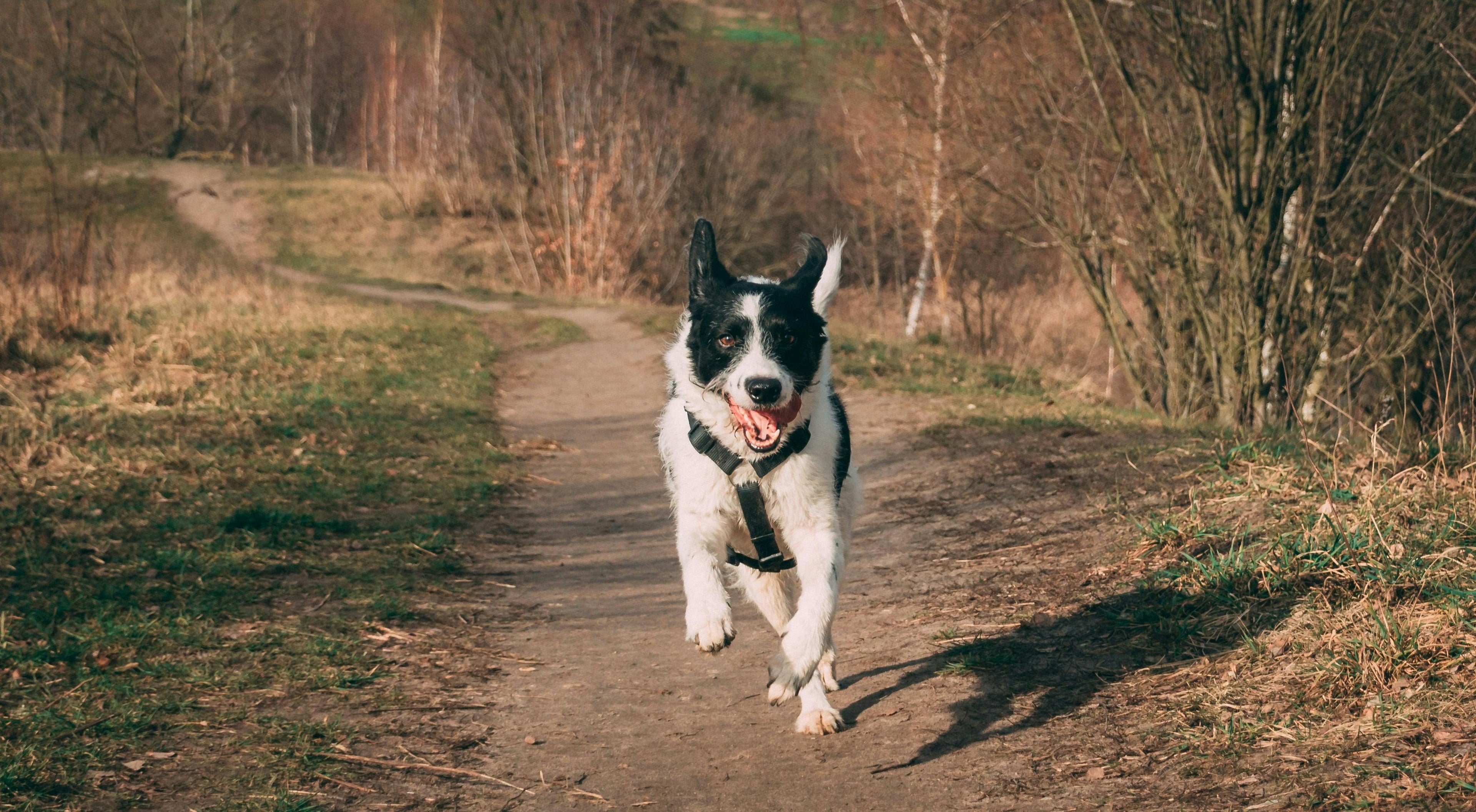 How to Prevent Dog Disease?