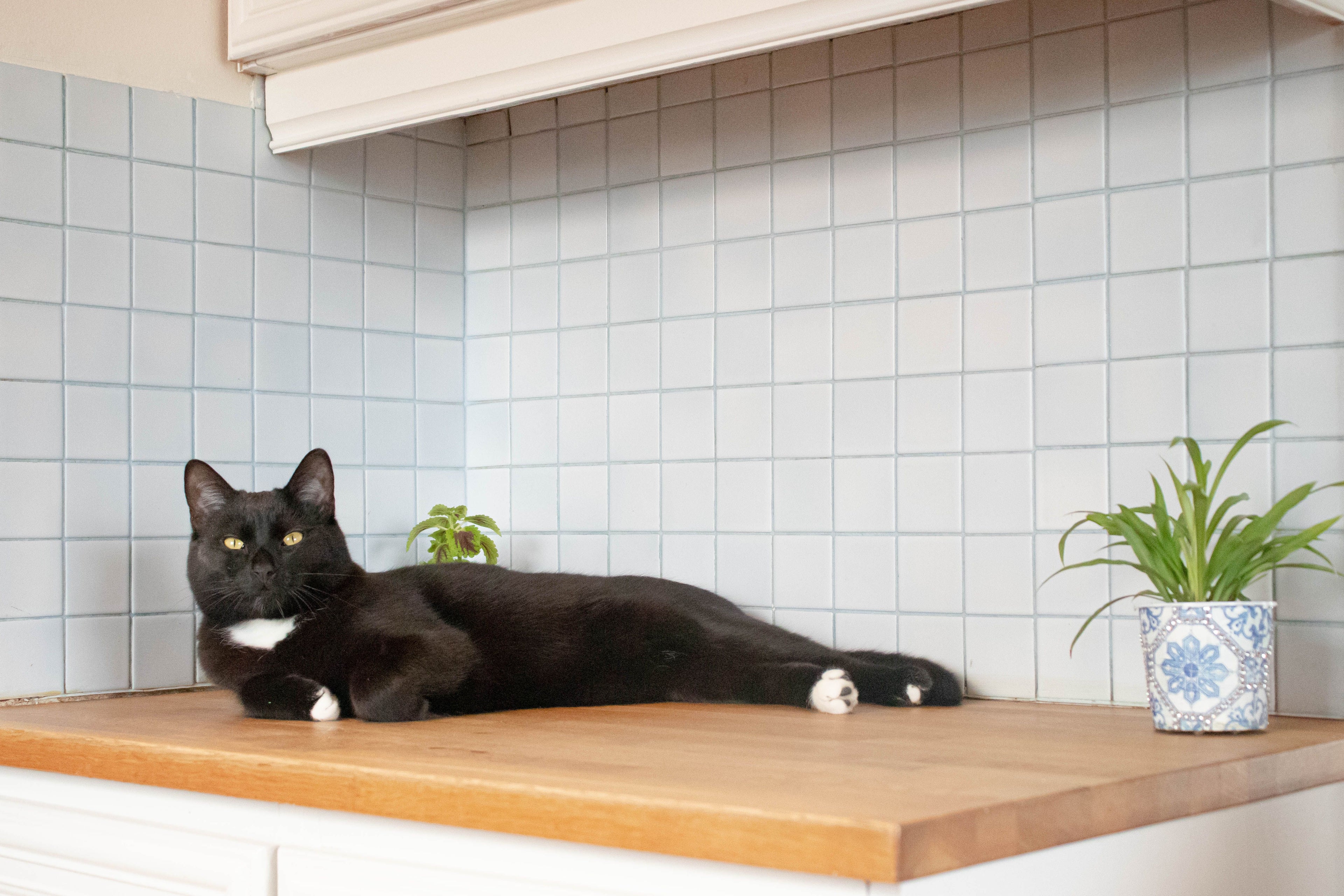 How do you keep cats off the counters ?