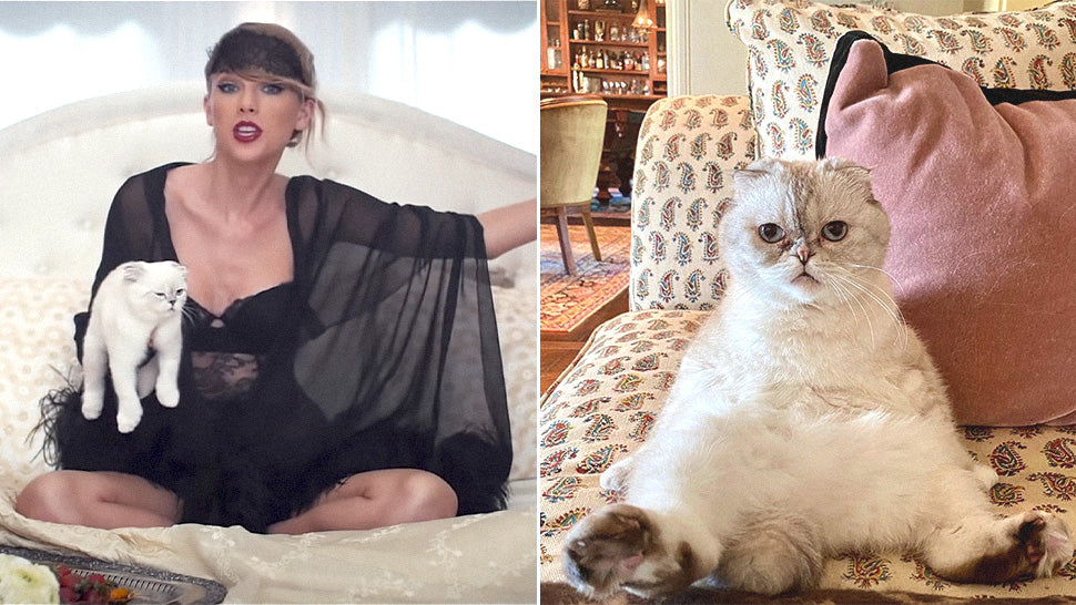 How much did Taylor Swift pay for her cats ?