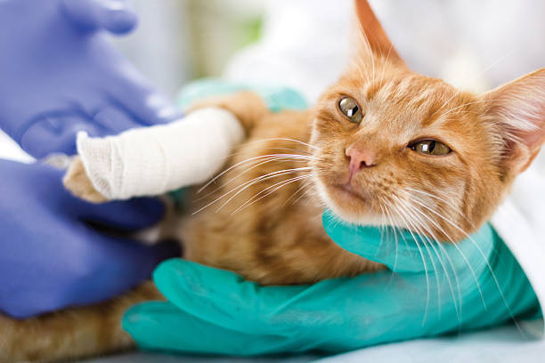 Feline First Aid : A Guide to Caring for your Injured Cat
